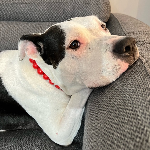 Handcrafted Beaded Dog Collar - The Poppy - Candy Red Acrylic Beads - Picture 7 of 15